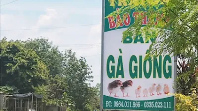 trại gà bảo thanh - trại gia cầm