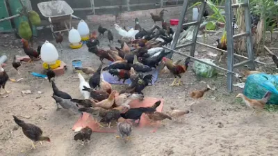 trại gà bình dương - nha san xuât