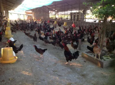 trại gà con giống vạn an