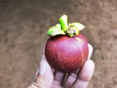 trại gà đá trí long khánh - trại gia cầm trại gà đá trí long khánh - trại gia cầm