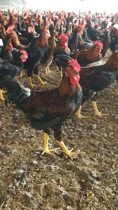 trại gà đông tảo anh công - trại gia cầm