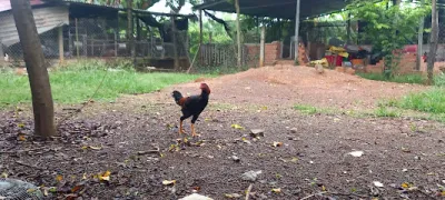 trại gà hấn tuyết - trang trại