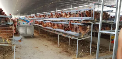 trại gà minh nhung - trại gia cầm