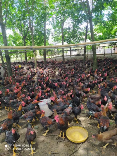 trại gà nam quý - trang trại