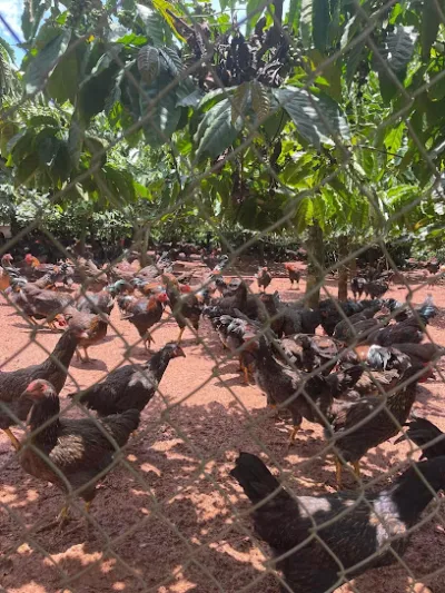 trại gà ngân - cửa hàng thịt gà