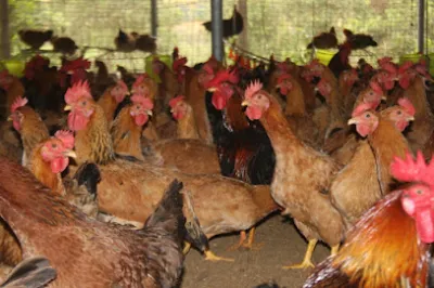 trại gà ông trị - văn phòng công ty