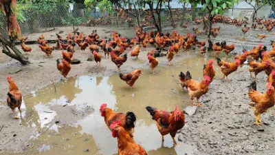 trại gà quân - trang trại trại gà quân - trang trại