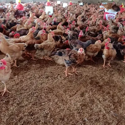 trại gà quân yến - trại gia cầm