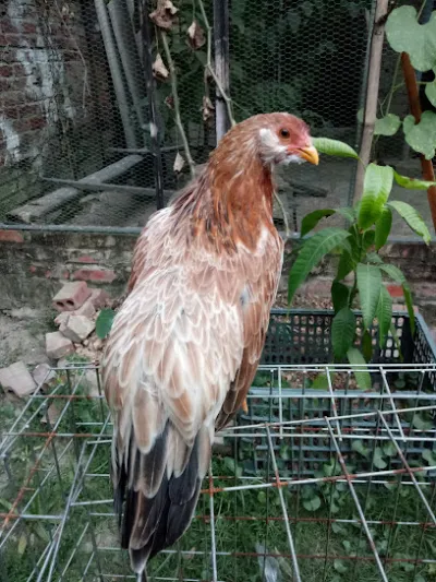 trại gà tân châu bắc hà - từ sơn - bn - văn phòng công ty