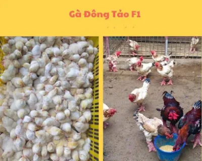 trại giống gà đông tảo thi anh - trang trại