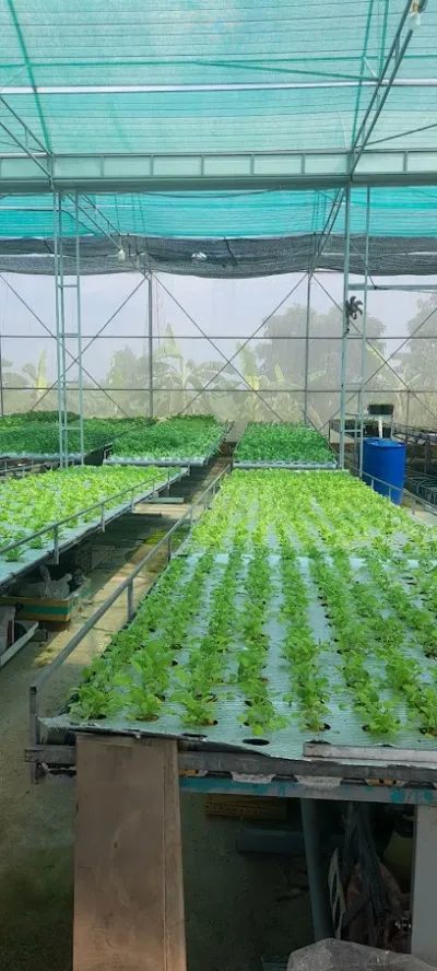 trại rau sạch thuỷ canh uy quyền - nhà bán buôn rau củ quả