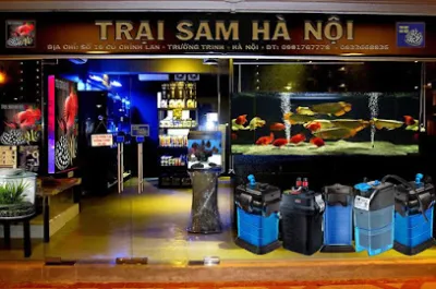 trại sam hà nội bán sỉ bán lẻ cá rồng cá sam - cửa hàng cá trại sam hà nội bán sỉ bán lẻ cá rồng cá sam - cửa hàng cá