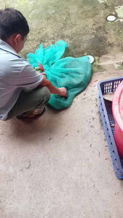 trại trăn giống thu mua trăn thịt bán trăn con - trang trại nuôi trồng thủy sản trại trăn giống thu mua trăn thịt bán trăn con - trang trại nuôi trồng thủy sản