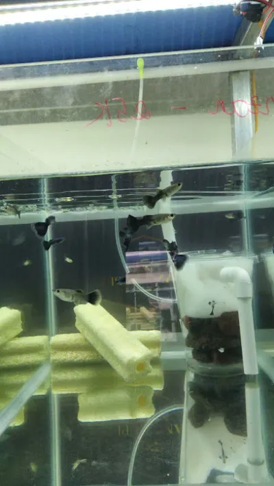 trang cá cảnh - cửa hàng