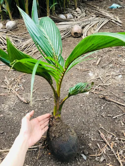 trang trại dừa trí-hậu - trang trại cây