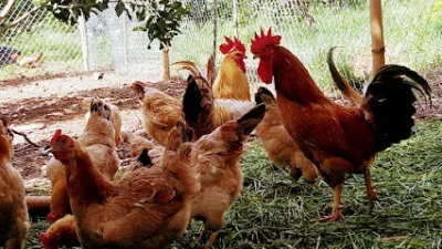 trang trại gà tàu vàng giống
