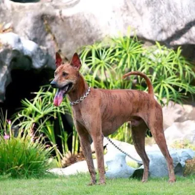 trang trại mua bán chó phú quốc thuần chủng - dịch vụ chăm sóc thú nuôi