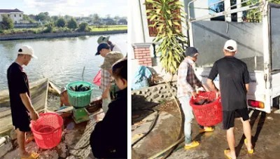 trung tâm cá giống tá tiến - trại cá