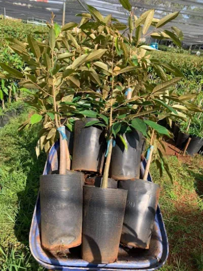 tường vy eakmat - cửa hàng bán buôn cây cảnh