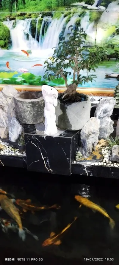 tuyển cá koi - cửa hàng cá cảnh