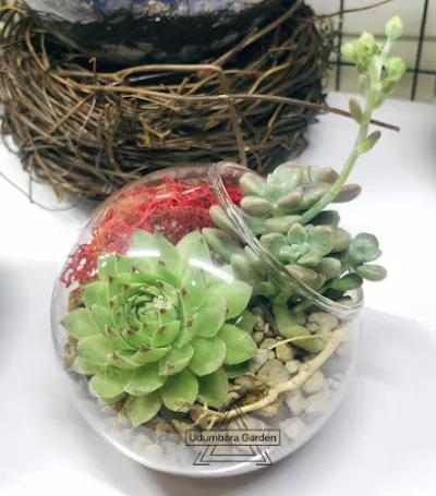 udumbara garden - cửa hàng bán buôn cây cảnh