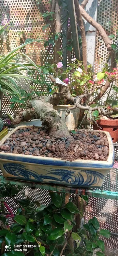 vật tư cây cảnh - đất sét nung - giá thể trồng sen đá, phong lan. - dịch vụ cây cảnh