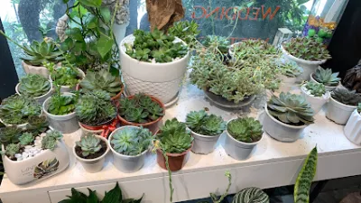 vật tư hoa cây cảnh ninh bình - dịch vụ nông nghiệp