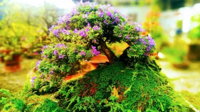 vựa cây hữu quý (hữu quý bonsai) - cửa hàng bán buôn cây cảnh