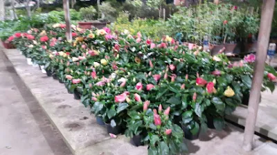 vựa cây cảnh hùng - cửa hàng hoa