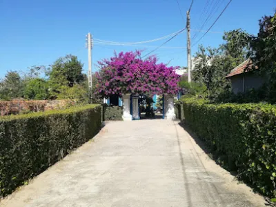 vựa cây cảnh phúc chi - nhà cung cấp cây bonsai