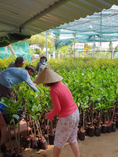 vựa cây giống quân - dịch vụ nông nghiệp vựa cây giống quân - dịch vụ nông nghiệp