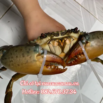 vựa cua cà mau - chợ hải sản
