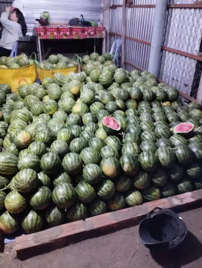 vựa dưa hấu út chót - cưa hang nông san