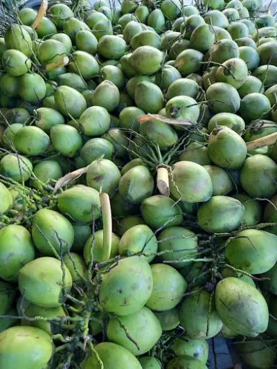 vựa dừa xiêm - cửa hàng bán buôn trái cây