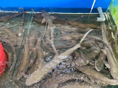 vựa hải sản ái phương - rạch giá - nhà hàng hải sản