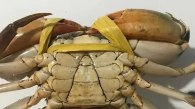 vựa hải sản mai huệ - cửa hàng tạp phẩm