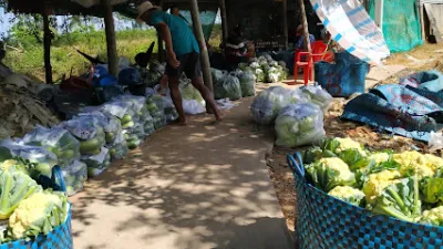 vựa rau cải quốc bình - cửa hàng rau quả