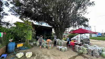 vựa rau củ quả hay giáo - nhà bán buôn rau củ quả