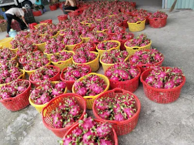 vựa thanh long minh long - cửa hàng bán buôn trái cây