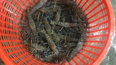 vựa tôm càng lê thành - nhà cung cấp thực phẩm