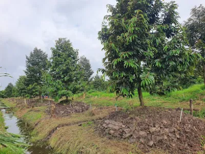 vựa trái cây mai thu - chợ bán buôn nông sản