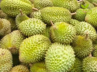 vựa trái cây miền tây - cửa hàng bán buôn trái cây