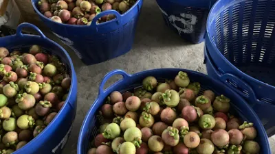 vựa trái cây nhật tơ - nhà bán buôn trái cây