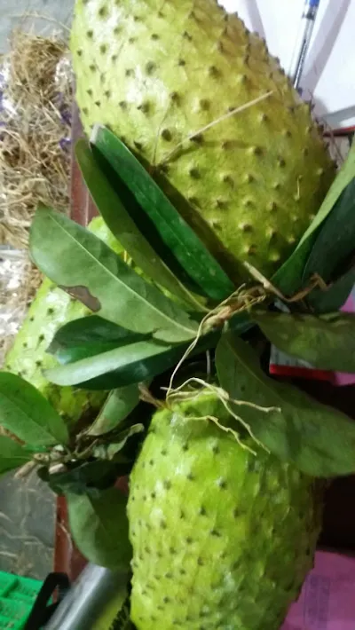 vựa trái cây phước thủ đức - cửa hàng bán buôn trái cây