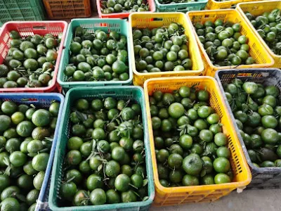 vựa trái cây thơ thái - cửa hàng