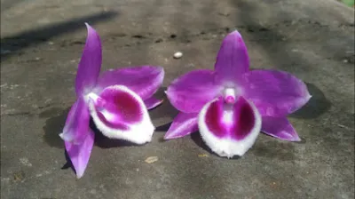 vườn lan lan viên daklak (hiếu vũ) - dịch vụ cây cảnh