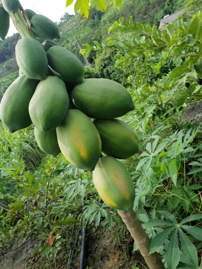 vườn cam đại lý - vườn cộng đồng