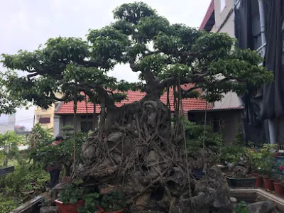 vườn cảnh hảo hảo - dịch vụ cây cảnh