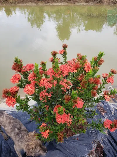 vườn cây cảnh bình trung - cửa hàng bán buôn cây cảnh