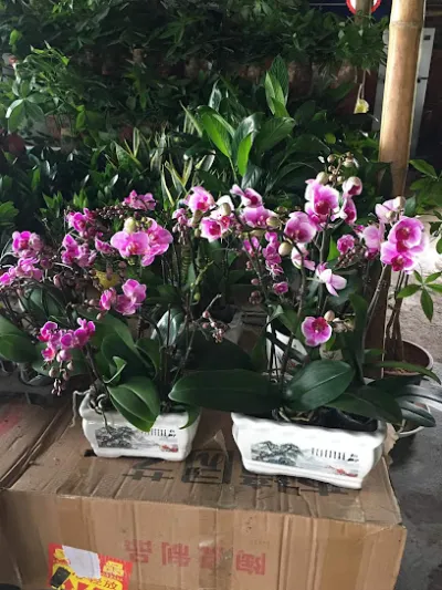 vườn cây cảnh mai viên - cửa hàng hoa